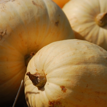 Cucurbita maxima 'Full Moon'