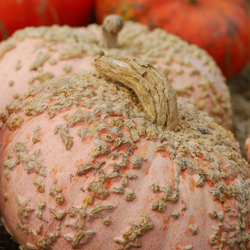 Cucurbita maxima 'Galeux d' Eysines'