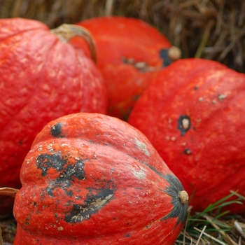 Cucurbita maxima 'Golden Delicious'