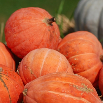 Cucurbita maxima 'Golden Nugget'