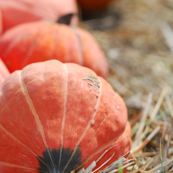 Cucurbita maxima 'Golden Nugget' (030963)