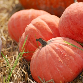 Cucurbita maxima 'Golden Nugget' (030964)