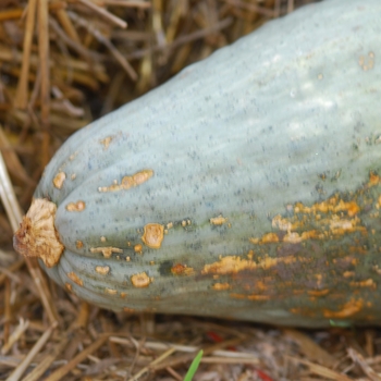 Cucurbita maxima 'Guatemalan Blue'