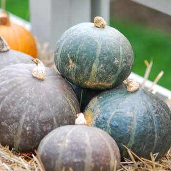 Cucurbita maxima 'Hokkori' 