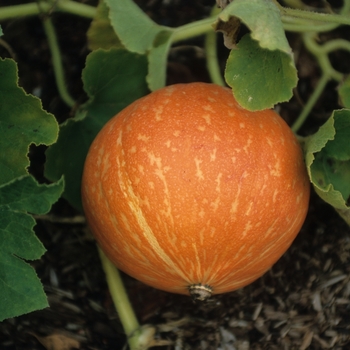 Cucurbita maxima 'Hopi Dancer' 