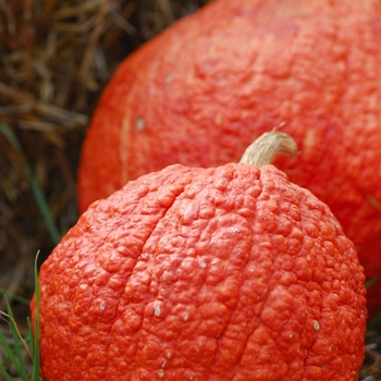 Cucurbita maxima 'Hopi Orange'