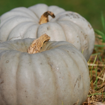 Cucurbita maxima 'Jarrahdale'