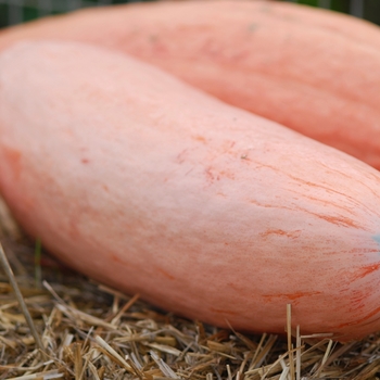 Cucurbita maxima 'Jumbo Pink Banana' 