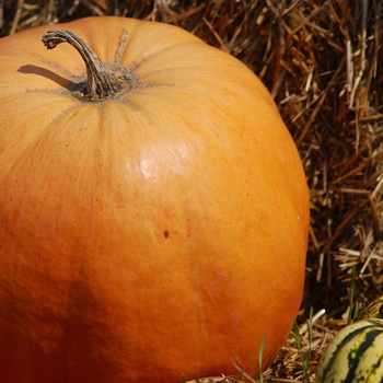 Cucurbita maxima 'King of Mammoth' 