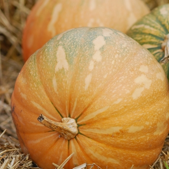 Cucurbita maxima 'La Estella'