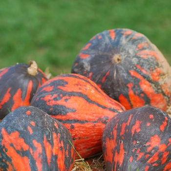 Cucurbita maxima 'Lokota'