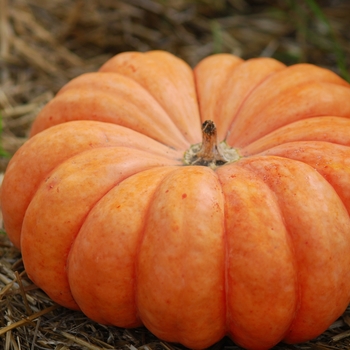 Cucurbita maxima 'Moranga De Mesa'