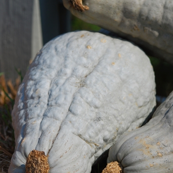 Cucurbita maxima 'Blue Hubbard' 