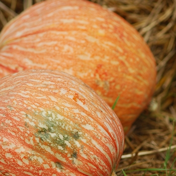 Cucurbita maxima 'One Too Many' 