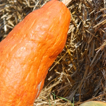 Cucurbita maxima 'Orange Banana' 