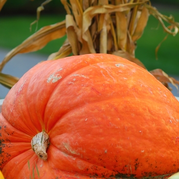 Cucurbita maxima 'Prize Winner' 