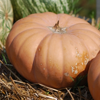 Cucurbita maxima 'Sandman'