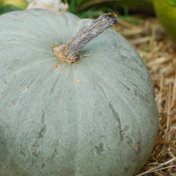 Cucurbita maxima 'Sweet Meat'