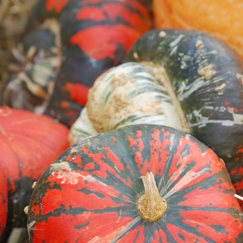 Cucurbita maxima 'Turk's Turben'