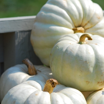 Cucurbita maxima 'Valenciano'