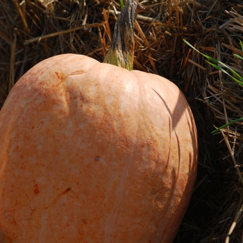 Cucurbita pepo 'Amish Pie'