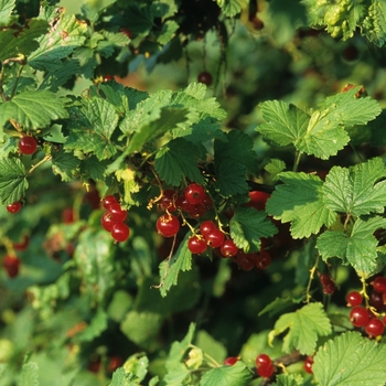 Ribes rubrum 'Red Lake' 