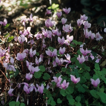 Cyclamen cilicium