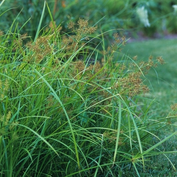 Cyperus eragrostis 