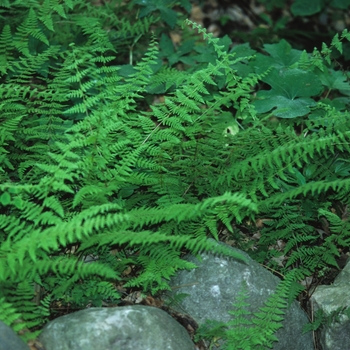 Cystopteris bulbifera