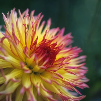 Dahlia 'Tioga Autumn' 