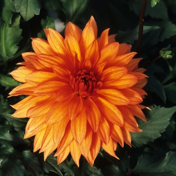 Dahlia 'Autumn Fairy' 