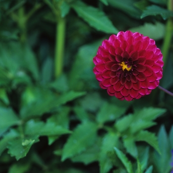 Dahlia 'Diamond Jubilee' 