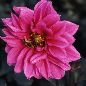 Dahlia 'Facination' 