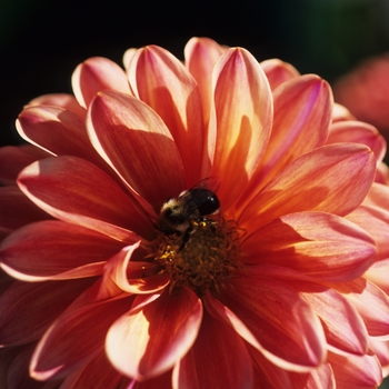 Dahlia 'Fidalgo Bounce' 