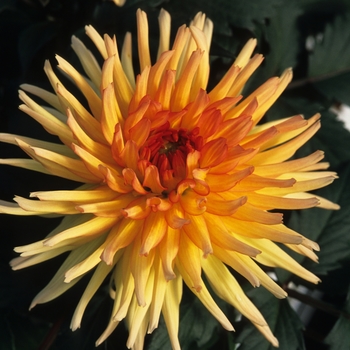 Dahlia 'Garden Princess'