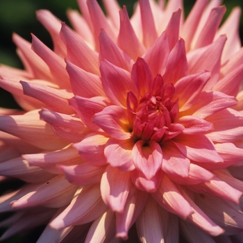 Dahlia 'Helens Mary'