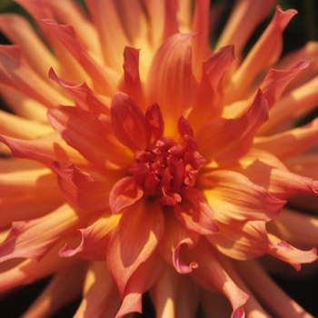 Dahlia 'Just Peachy' 