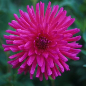 Dahlia 'Lupin Dixie' 