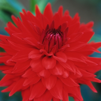 Dahlia 'Mingus Jean'