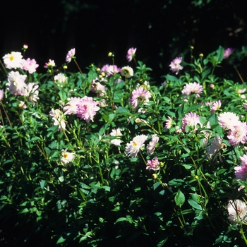 Dahlia 'Nepos'