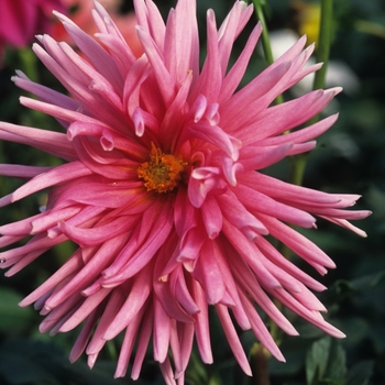 Dahlia 'Park Princess' 