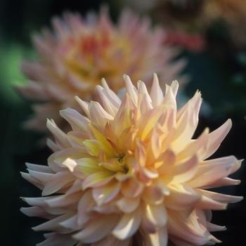 Dahlia 'Parkland Skarla'