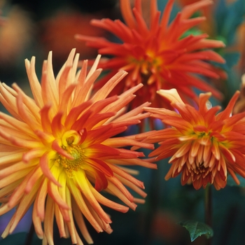 Dahlia 'Wiggle'