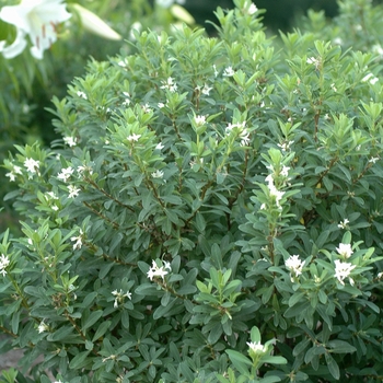 Daphne caucasica