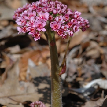 Darmera peltata 