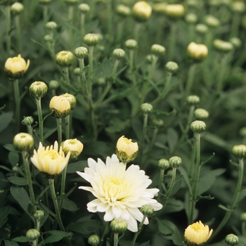 Chrysanthemum x morifolium 'Allison' 