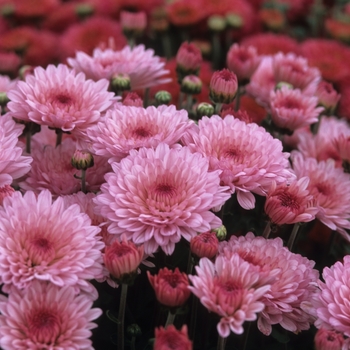 Chrysanthemum x morifolium 'Concerto' 