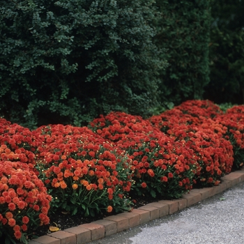 Chrysanthemum x morifolium 'Firey Barbara' 