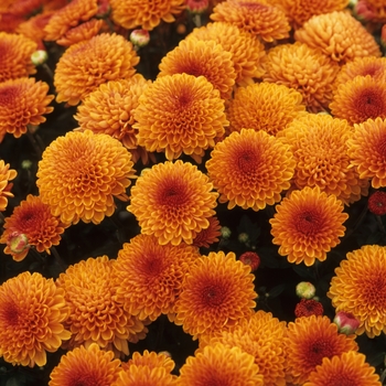 Chrysanthemum x morifolium 'Glowing Lynn' 