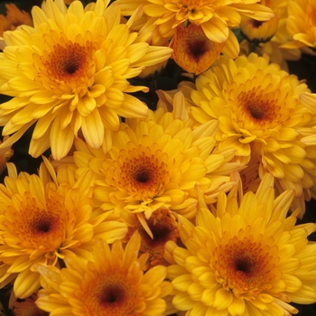 Chrysanthemum x morifolium 'Golden Spotlight' 